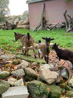 Gecastreerd bokje, Dieren en Toebehoren, Schapen, Geiten en Varkens, Geit