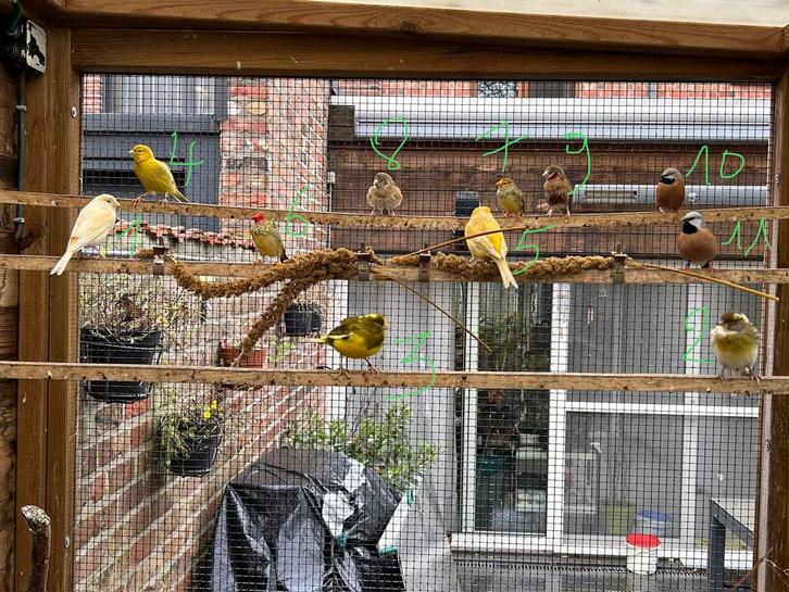 5 koppels zie omschrijving, Animaux & Accessoires, Oiseaux | Canaris