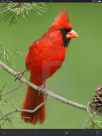 Gezocht: Rode kardinaal pop, Dieren en Toebehoren, Vrouwelijk, Wildzangvogel, Geringd