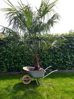 mooie dikke wintervaste palmboom Trachycarpus fortunei, Tuin en Terras, Planten | Bomen, Halfschaduw, Lente, Ophalen, Palmboom