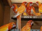 Penanten, Meerdere dieren, Parkiet, Geringd
