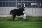 Australische herder pups ,Aussi, Australian shepherd, Dieren en Toebehoren, België, 15 weken tot 1 jaar, CDV (hondenziekte), Meerdere
