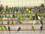 Parkieten, kanaries en exoten, Dieren en Toebehoren, Vogels | Parkieten en Papegaaien