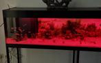 Aquarium monobloc 200 x 40 x 50, Dieren en Toebehoren, Vissen | Aquaria en Toebehoren, Ophalen, Zo goed als nieuw, Gevuld zoetwateraquarium