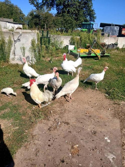 Breedborst/witte kalkoenen, Dieren en Toebehoren, Pluimvee, Kalkoen, Meerdere dieren