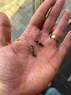 Fossiele dolfijn tanden uit Antwerpen (België), Ophalen of Verzenden