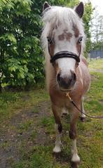 Amerikaans minipaard dekhengst te koop, Dieren en Toebehoren, Hengst