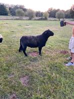 Ram te koop, Dieren en Toebehoren