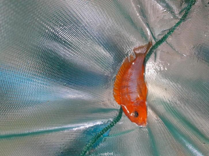 Labidochromis hongi sweden, Animaux & Accessoires, Poissons | Poissons d'aquarium, Poisson d'eau douce, Poisson