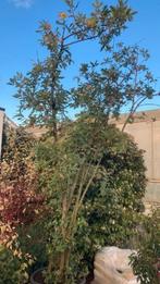 Quercus pubescens. Meerstammige Boom