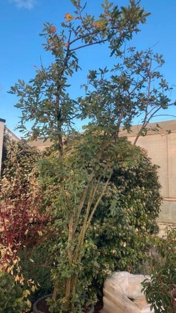 Quercus pubescens. Meerstammige Boom beschikbaar voor biedingen