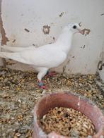 Pakistan hoogvliger, Animaux & Accessoires, Oiseaux | Pigeons