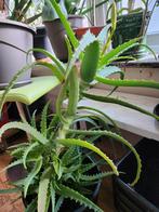 Aloë vera 65cm hoog bloeien, Huis en Inrichting, Kamerplanten, Ophalen