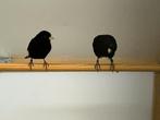 Zwarte sijzen, Dieren en Toebehoren, Vogels | Overige Vogels, Geringd