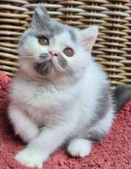 Brits korthaar kittens, Dieren en Toebehoren, Gechipt