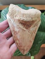 Megalodon tand - 14 cm!, Ophalen of Verzenden, Fossiel