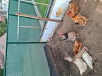 8 legkippen en 1 haan, Dieren en Toebehoren