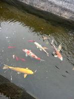 Koi en goudvissen te koop, Dieren en Toebehoren, Vissen | Vijvervissen, Goudvis(sen)
