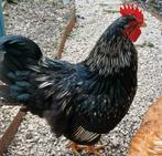 RUIL : Haantje Barnevelder dubbel gezoomd