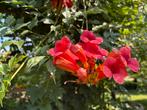 Campsis redicans, Tuin en Terras, Planten | Tuinplanten, Ophalen, Volle zon, Vaste plant, Klimplanten