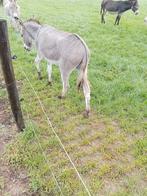 Ezel, Dieren en Toebehoren