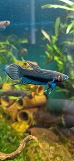 Wilde betta Mandor, Vis, Zoetwatervis