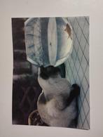 Een print een kat die ligt te loeren naar vis in een bokaal, Ophalen