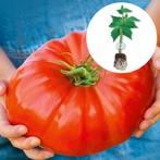 Bio tomatenplanten van Turkije, per plant voor 1 euro, Tuin en Terras, Planten | Tuinplanten, Ophalen