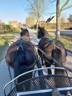 Merens  paarden meries, Jument, Cheval d'attelage, Vermifugé