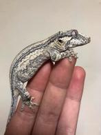 Gargoyle gekko, Animaux & Accessoires, Reptiles & Amphibiens, Domestique, Lézard, 0 à 2 ans
