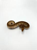 1.0 mojave clown - Python regius, Dieren en Toebehoren, Reptielen en Amfibieën