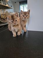 Britse korthaar kittens, Meerdere dieren, Gechipt, 0 tot 2 jaar