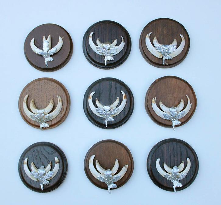 9 x schild tanden EVERZWIJN / WILD ZWIJN, Verzamelen, Dierenverzamelingen, Gebruikt, Overige typen, Wild dier, Ophalen of Verzenden