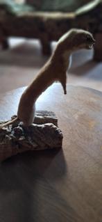 Taxidermie (2 stuks), Ophalen
