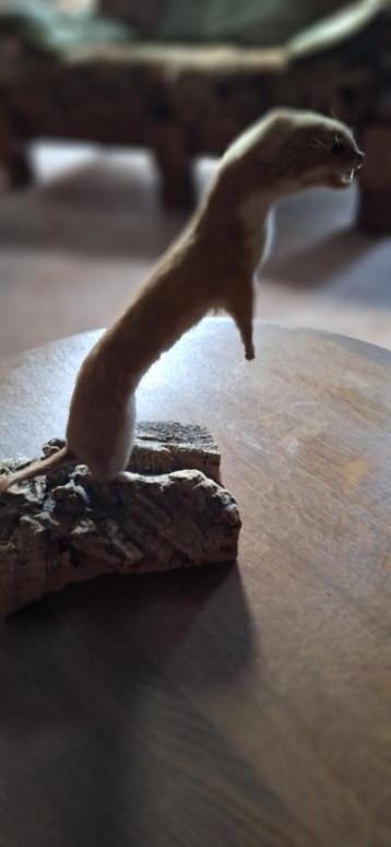 Taxidermie (2 stuks) beschikbaar voor biedingen