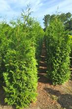 Thuja atrovirens 200/+, Jardin & Terrasse, Plantes | Arbustes & Haies, 100 à 250 cm, Enlèvement, Conifère, Haie