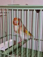 Femelle chardonneret mutation, Animaux & Accessoires, Oiseaux | Canaris, Femelle