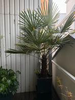 Chinese waaierpalm - Trachycarpus Fortunei 2m met plantenbaa, Tuin en Terras, Ophalen