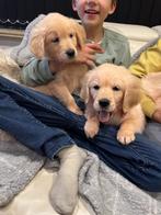 Prachtige golden retriever pups, Golden retriever, Chien (mâle), Hépatite contagieuse (maladie de Rubarth), Belgique