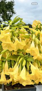 Datura geel/ trompet bloem, Tuin en Terras, Ophalen, Zomer, Overige soorten, Volle zon