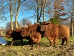 Prachtige Schotse Hooglander Vaas, Dieren en Toebehoren, Runderen, Vrouwelijk, 0 tot 2 jaar