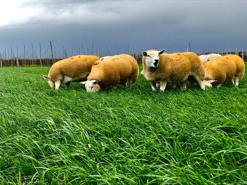 Kudde Engelse Texel ooien, Dieren en Toebehoren, Schapen, Geiten en Varkens, Schaap, Vrouwelijk, 0 tot 2 jaar