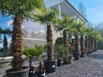 Palmboom Trachycarpus Fortunei - winterharde palmbomen, Halfschaduw, Ophalen, Palmboom