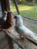 Kapucijnen, Dieren en Toebehoren