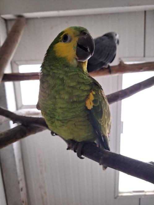 Handtamme amazone papegaai Bahia, Dieren en Toebehoren, Vogels | Parkieten en Papegaaien, Papegaai, Geslacht onbekend, Pratend