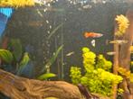 10+ guppies, Dieren en Toebehoren