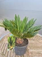 Cycas Revoluta - Vredespalm, Tuin en Terras, Ophalen