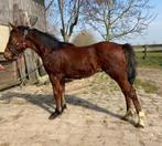 Pony jaarling, Dieren en Toebehoren, Met stamboom, Springpony, 0 tot 2 jaar, Hengst