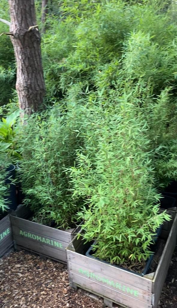 Fargesia te koop (niet woekerende bamboe), Jardin & Terrasse, Plantes | Arbustes & Haies, Haie, Bambou, Enlèvement ou Envoi