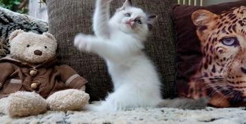  Ontdek deze betoverende Ragdoll kitten geboren 12 augustus beschikbaar voor biedingen